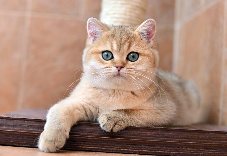 Золотая британская шиншилла: описание кошек, особенности характера и  правила ухода