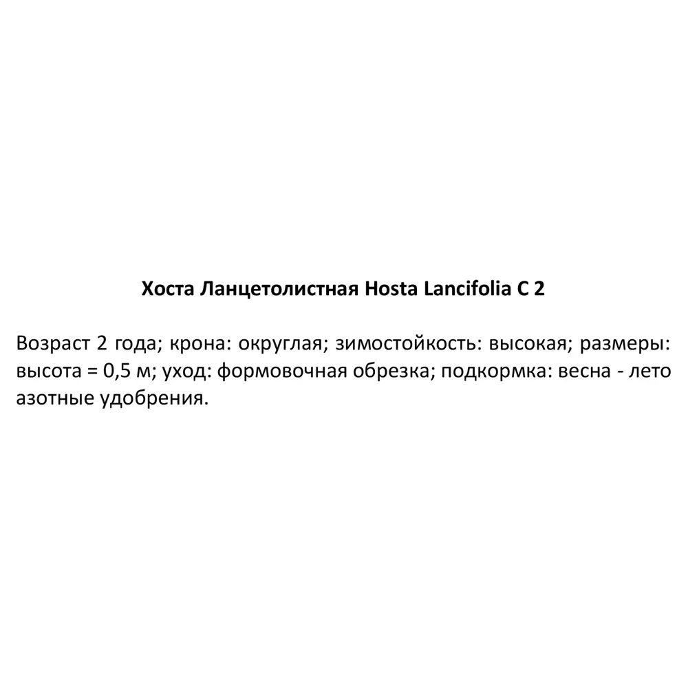 Хоста Ланцетолистная ø15 h40 см 84832098 STLM-2197818 PLANTMARKET  - Вид №2