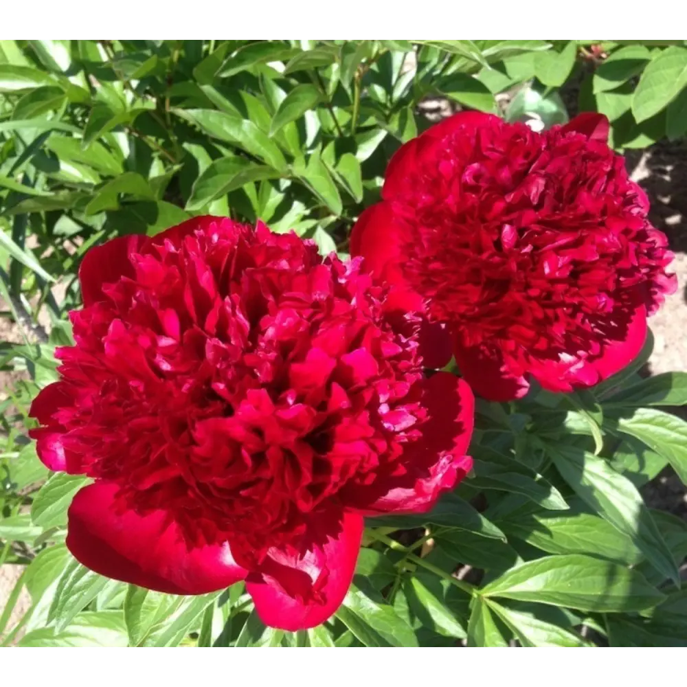Пион молочноцветковый Ред Меджик 1 шт. 83628542 STLM-2176256 BLOOMING LIFE 