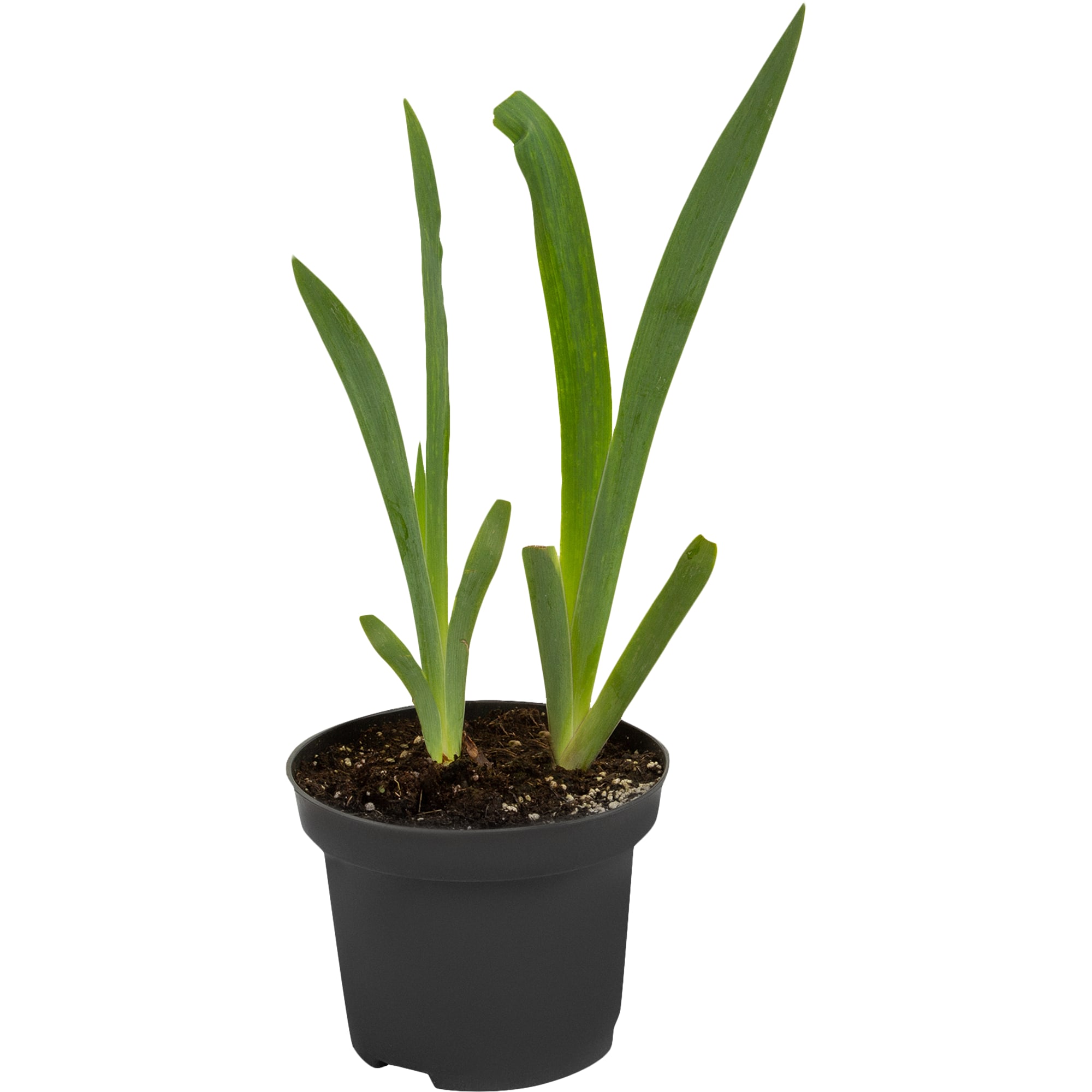 85324909 Ирис бородатый Бандера Волтц ø17 h30 см Santreyd  - Вид №2