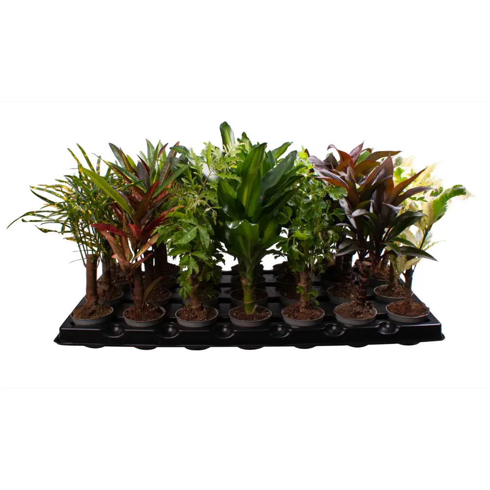 Кодиеум Кане микс Santreyd — яркий акцент для интерьера 89375007 STLM-0955090