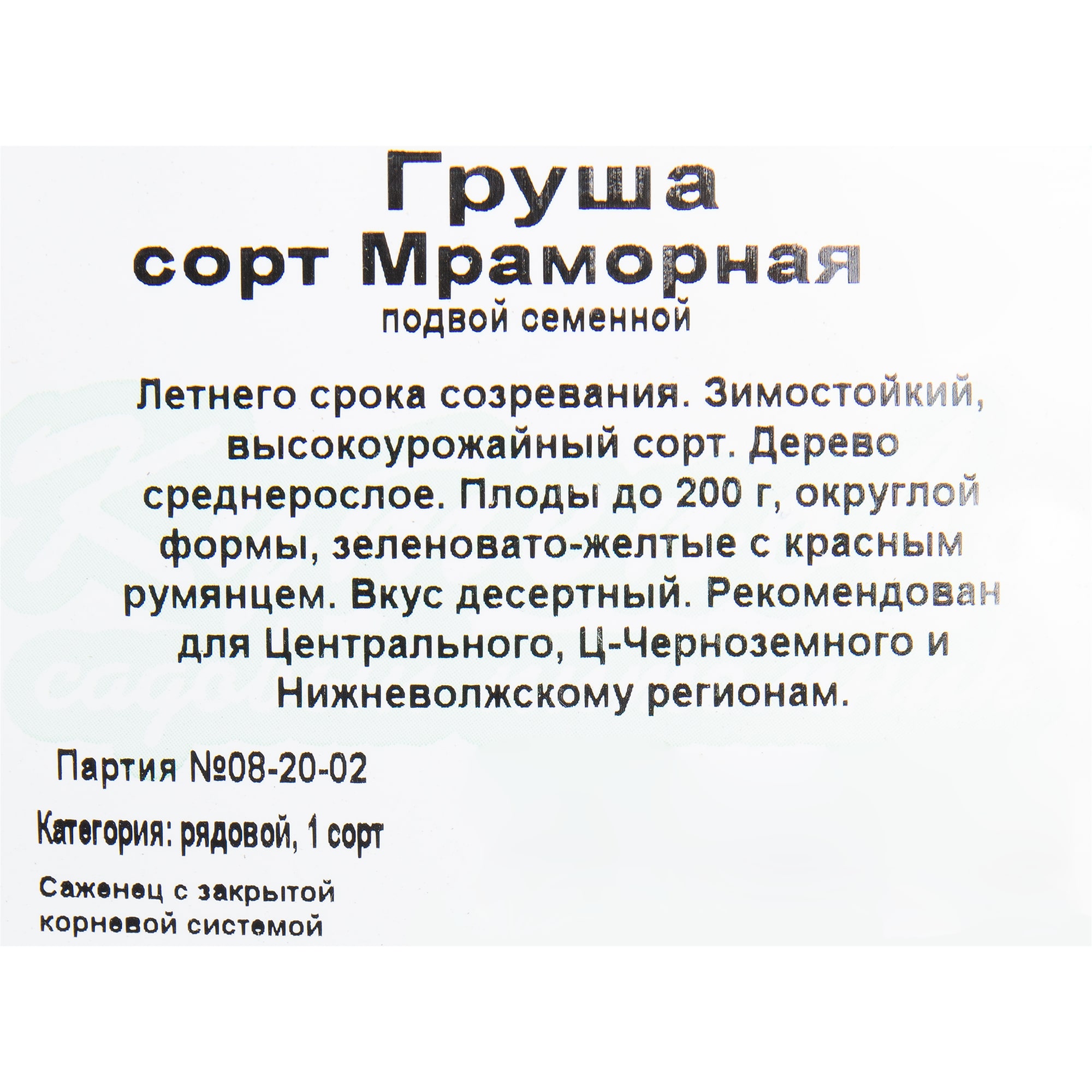 82596984 Груша «Мраморная» C4 высота 140 см Santreyd  - Вид №1