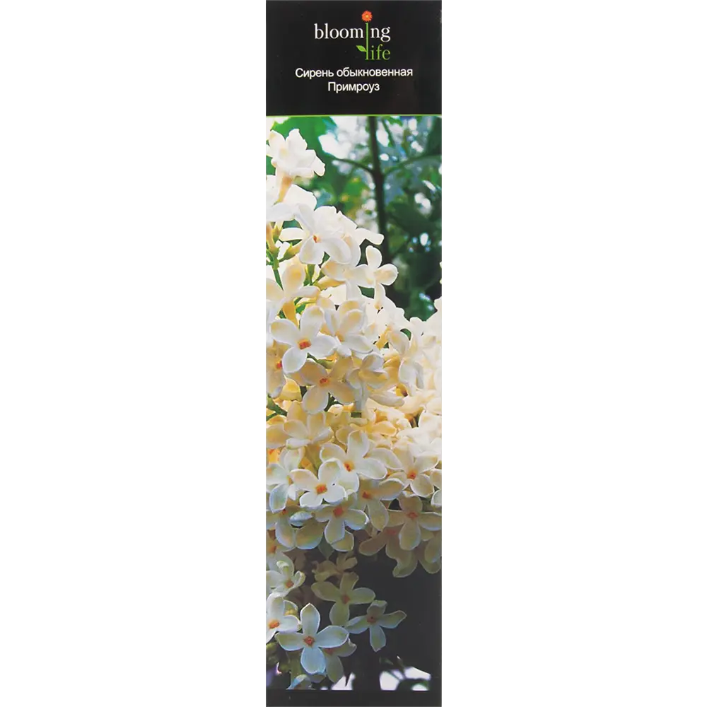 Сирень обыкновенная Примроуз в тубе BLOOMING LIFE STLM-2104201