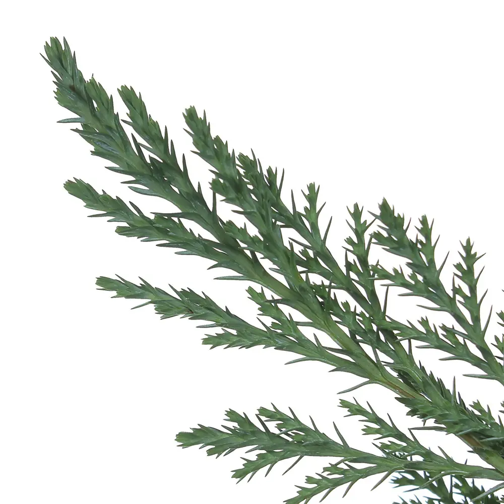 Кипарисовик Лавсона «Элвуди» С2, 40-50 см PLANTMARKET STLM-2001507 - Вид №1