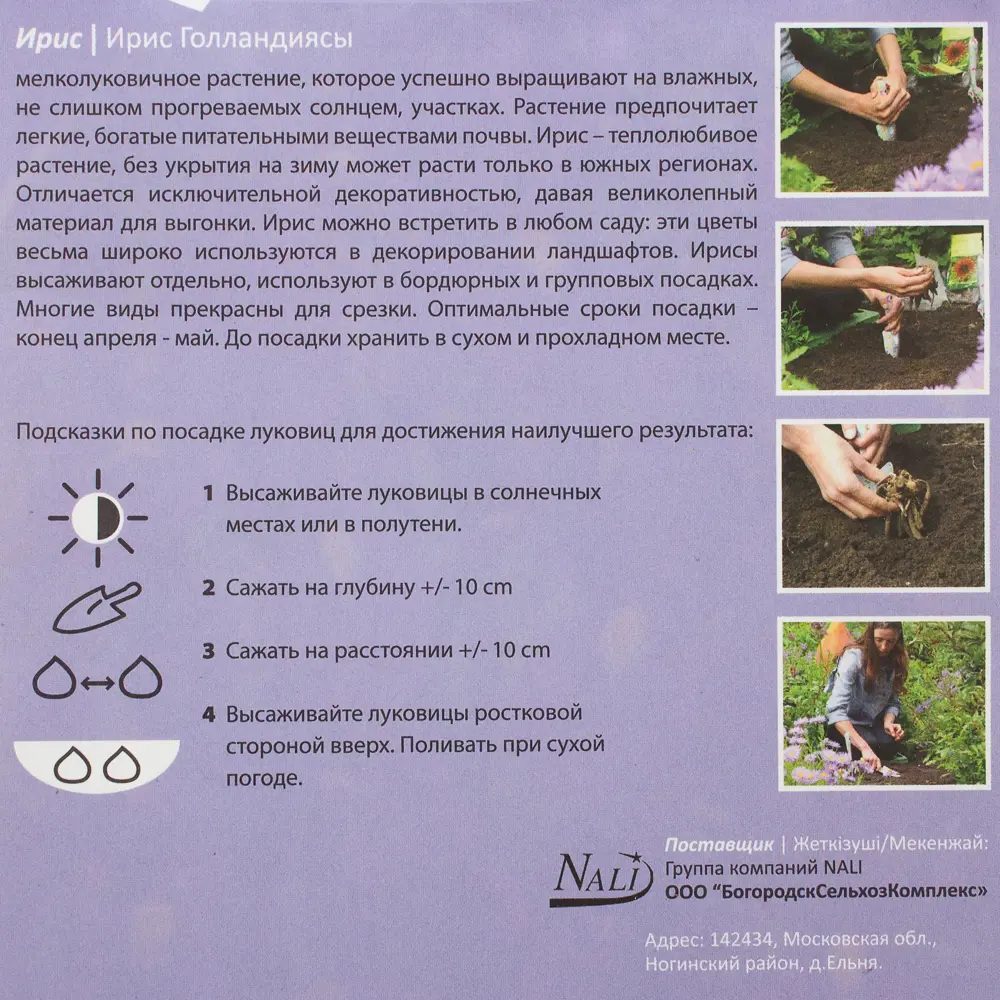 Ирис «Пёпл Сенсейшн» 6/7 (P.SENSATION) 81947254 STLM-2155025 Santreyd  - Вид №1