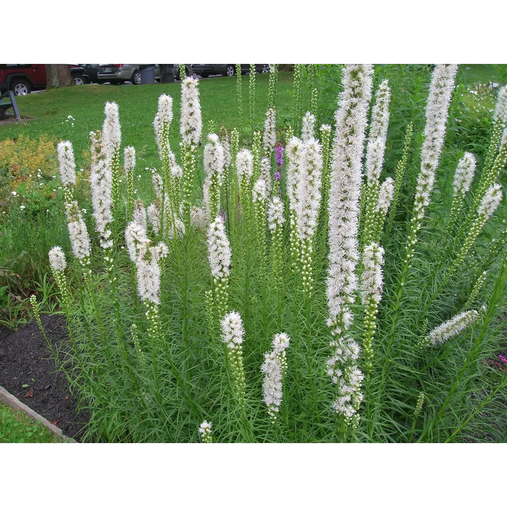 Лиатрис колосковый «Флористан Вайс» 14x40 см PLANTMARKET STLM-2079184 - Вид №2