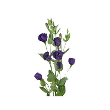 Лизиантус эн волкан дип виолет 75 см Santreyd 24166