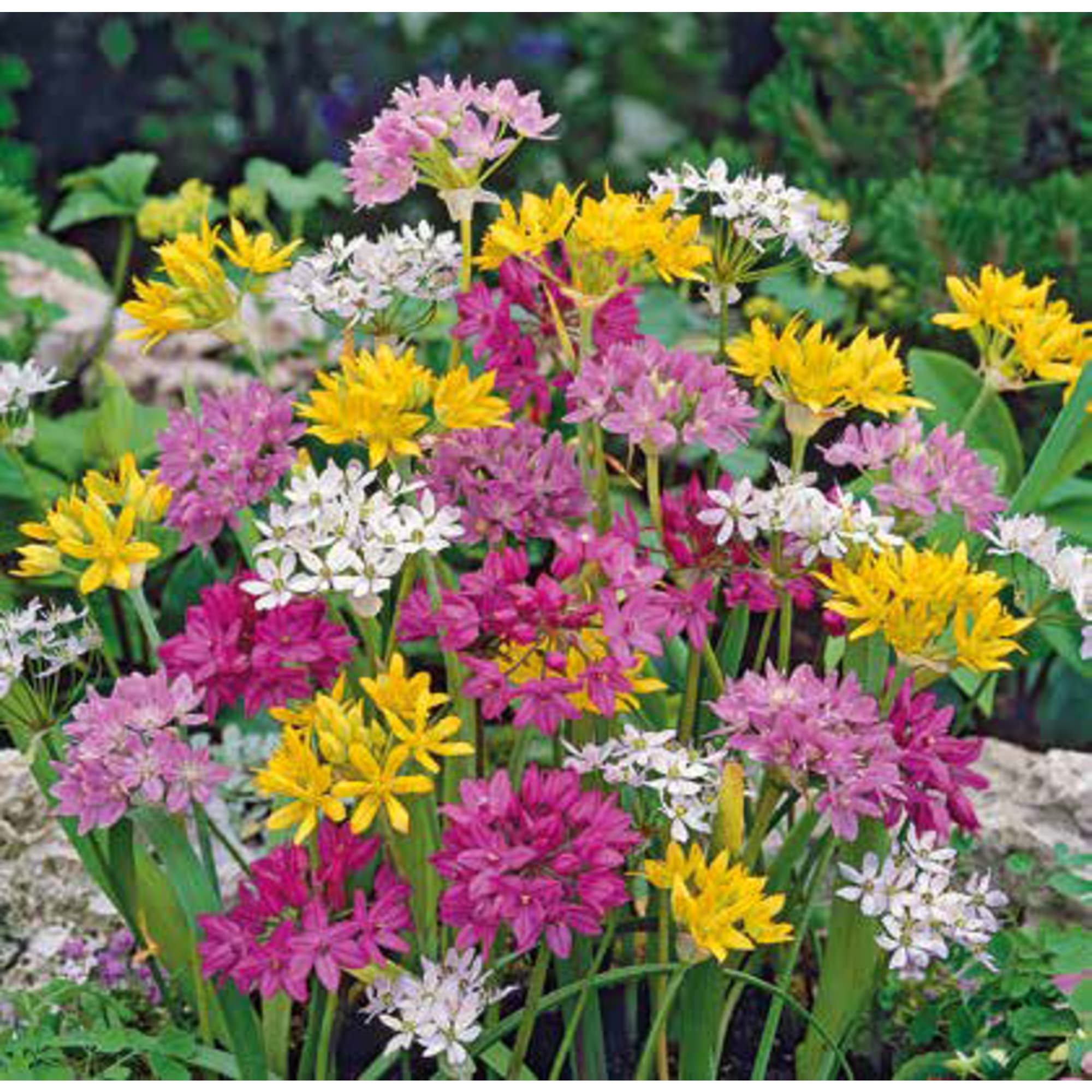 83761013 Лук декоративный микс луковица 6/8 Santreyd 