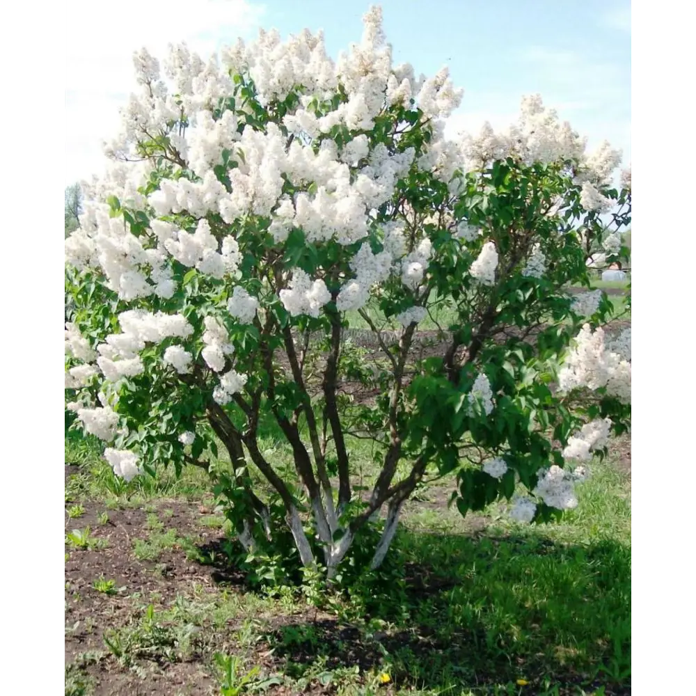 Сирень обыкновенная Жанна Д,Арк ø9 h20 см PLANTMARKET STLM-2133469