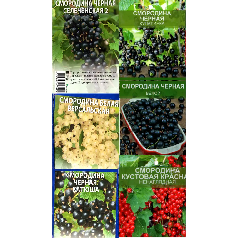 Смородина в ассортименте ø9 h40 см Santreyd STLM-2121523 - Вид №4