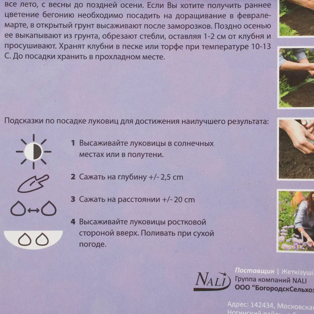 Бегония Швейцария 5/+ (1/25) 14376501 STLM-2198447 Santreyd  - Вид №1