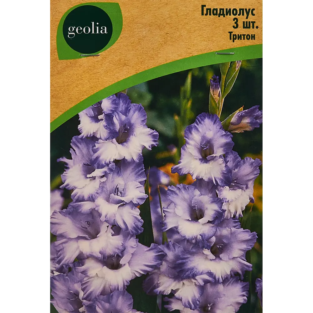 Гладиолус крупноцветковый Тритон Geolia 3 шт 86408554 STLM-2028715 