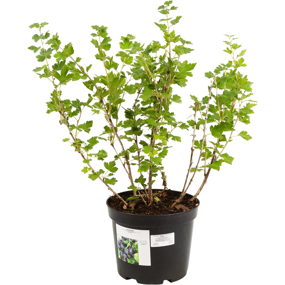 Крыжовник микс Santreyd - сортовой саженец для богатого урожая 82585422 STLM-0030737