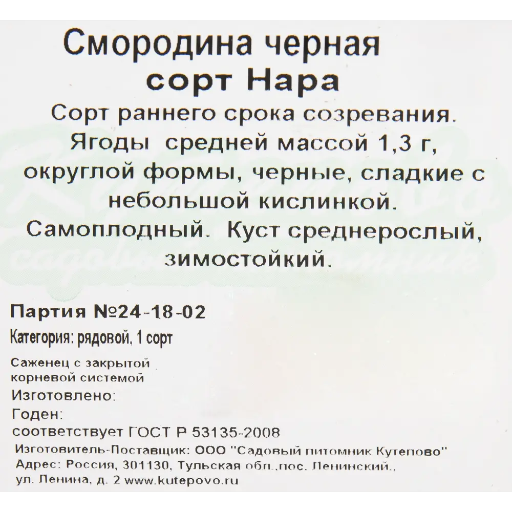 Смородина чёрная «Нара» C2 высота 40 см 82597116 STLM-2133340 Santreyd  - Вид №3