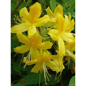 Рододендрон желтый Юнидуфт h30 87718486 STLM-2025467