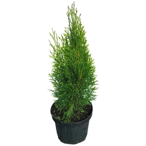 Туя западная Смарагд h45 см