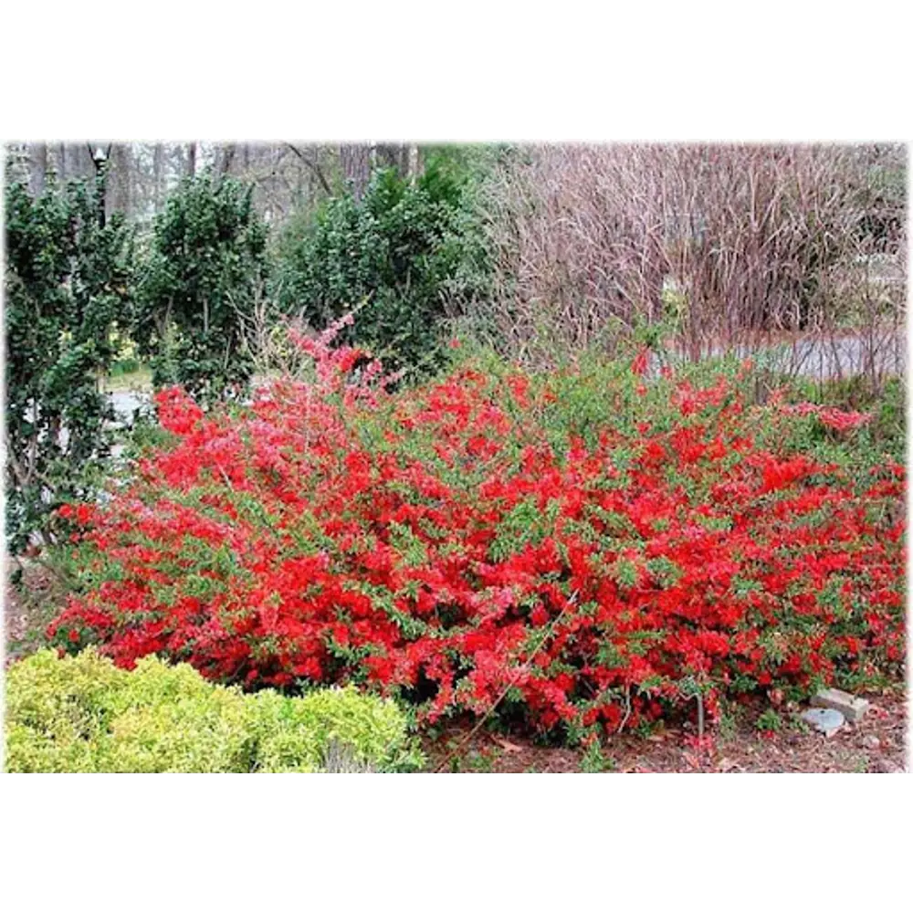 Айва Японская ø19 h30 см PLANTMARKET STLM-2038884