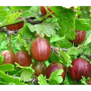 Крыжовник «Колобок» C3 высота 40-60 см