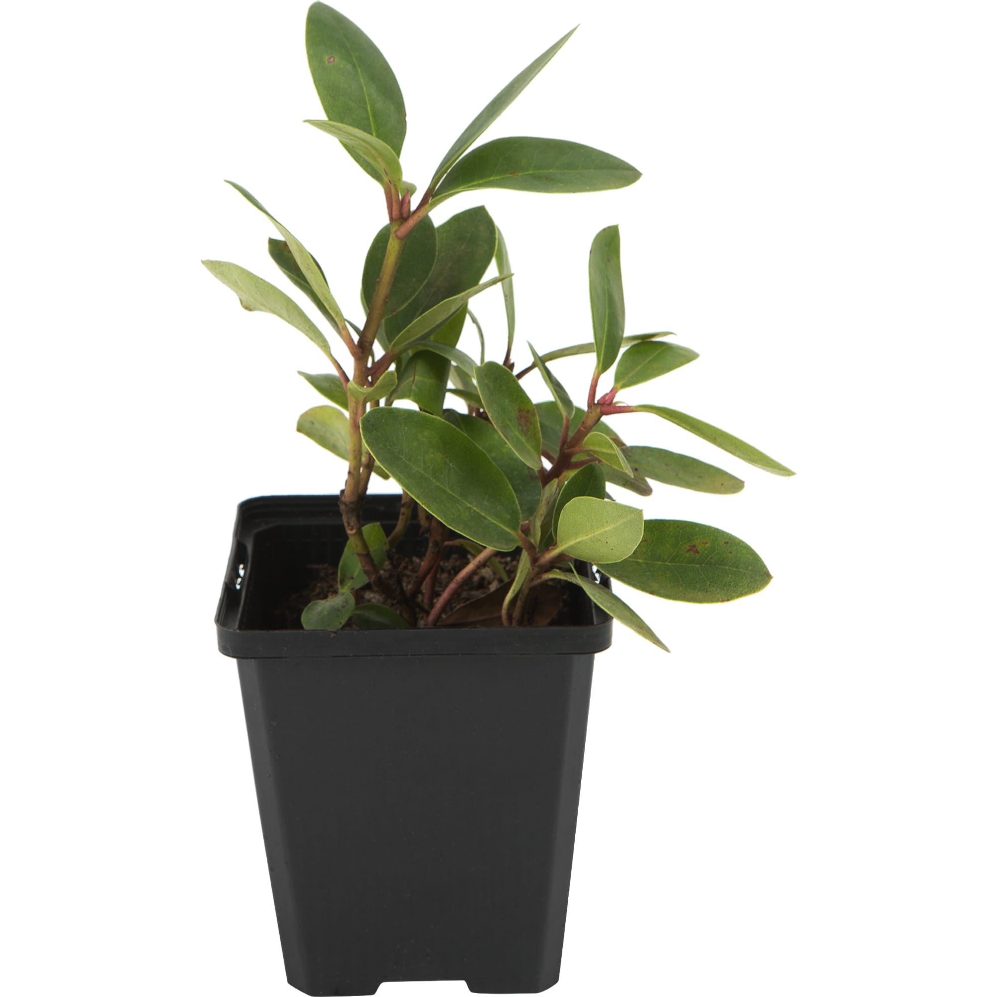 82601840 Рододендрон гибридный «Орнамент» 9x20 см Santreyd  - Вид №2