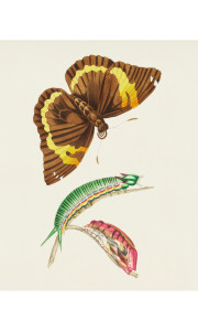 90616868 Постер Простопостер "Бабочки - коричнево-желтая бабочка и зеленая гусеница" 70x50 см в подарочном тубусе STLM-0309394 Santreyd