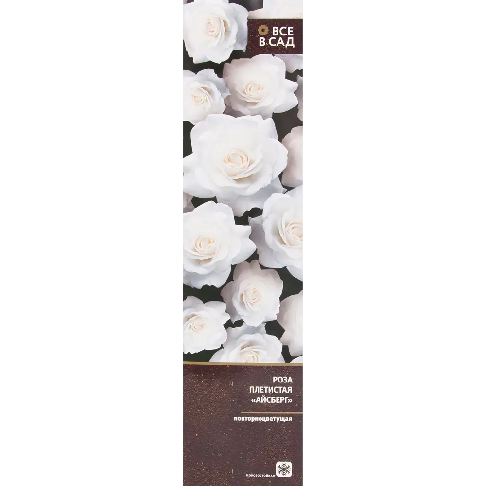 Роза плетистая Айсберг в тубе ВСЕ В САД STLM-2179411