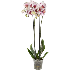 Орхидея Фаленопсис Калипсо ø12 h65 см