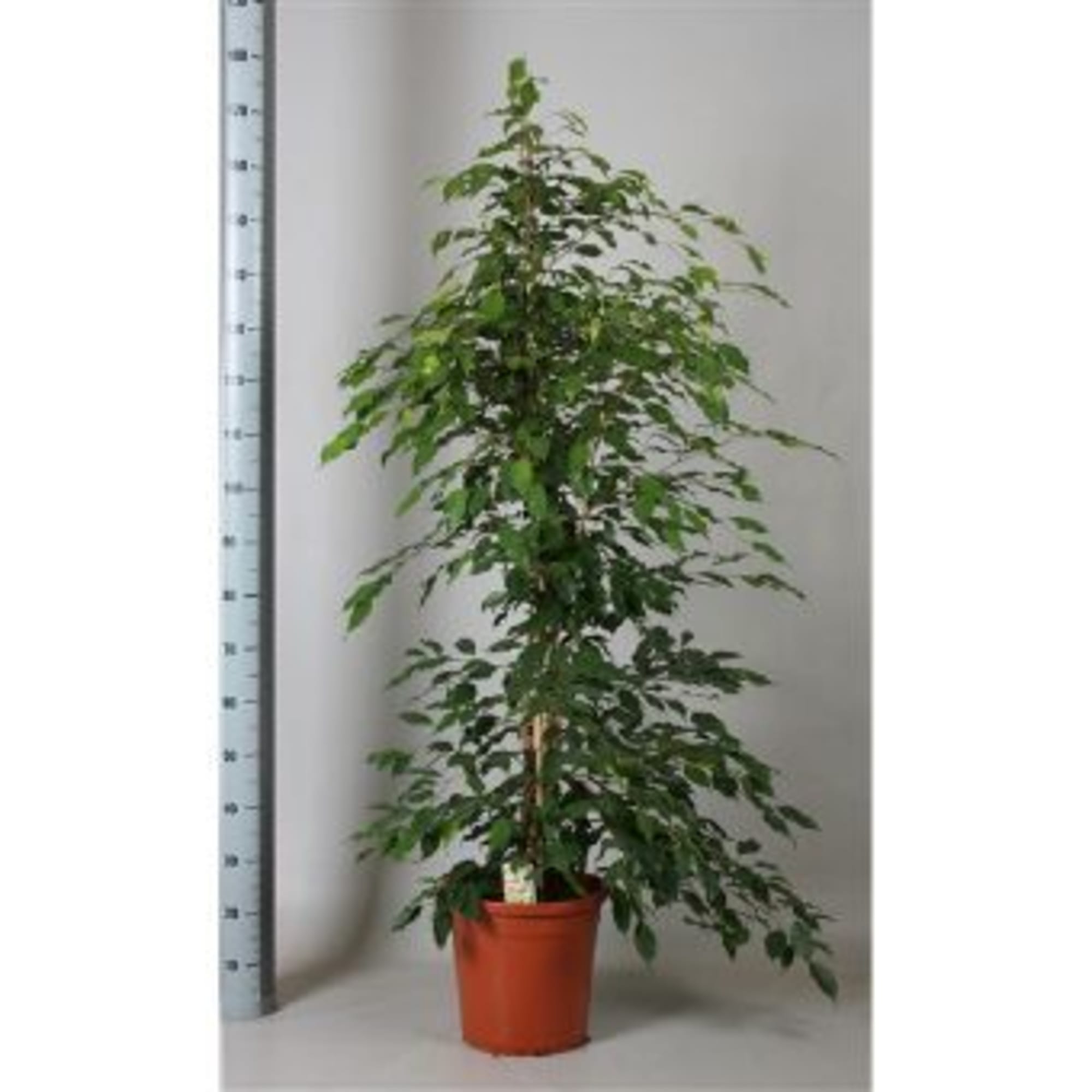 82849685 Фикус "Экзотика пирамида" 30х180 см Santreyd 