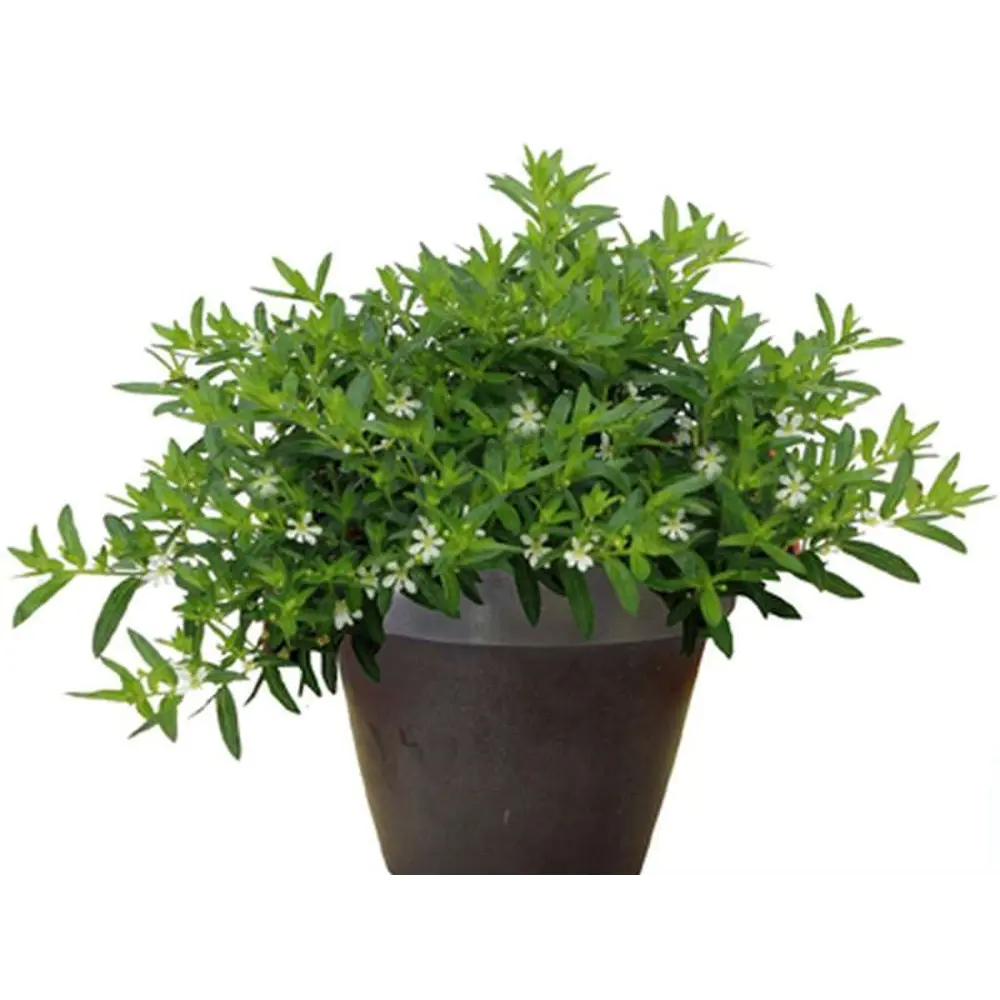 Куфея микс ø12 h12 см АГРОНИ STLM-2115249