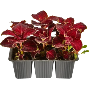 Колеус в кассетах, 6 шт.