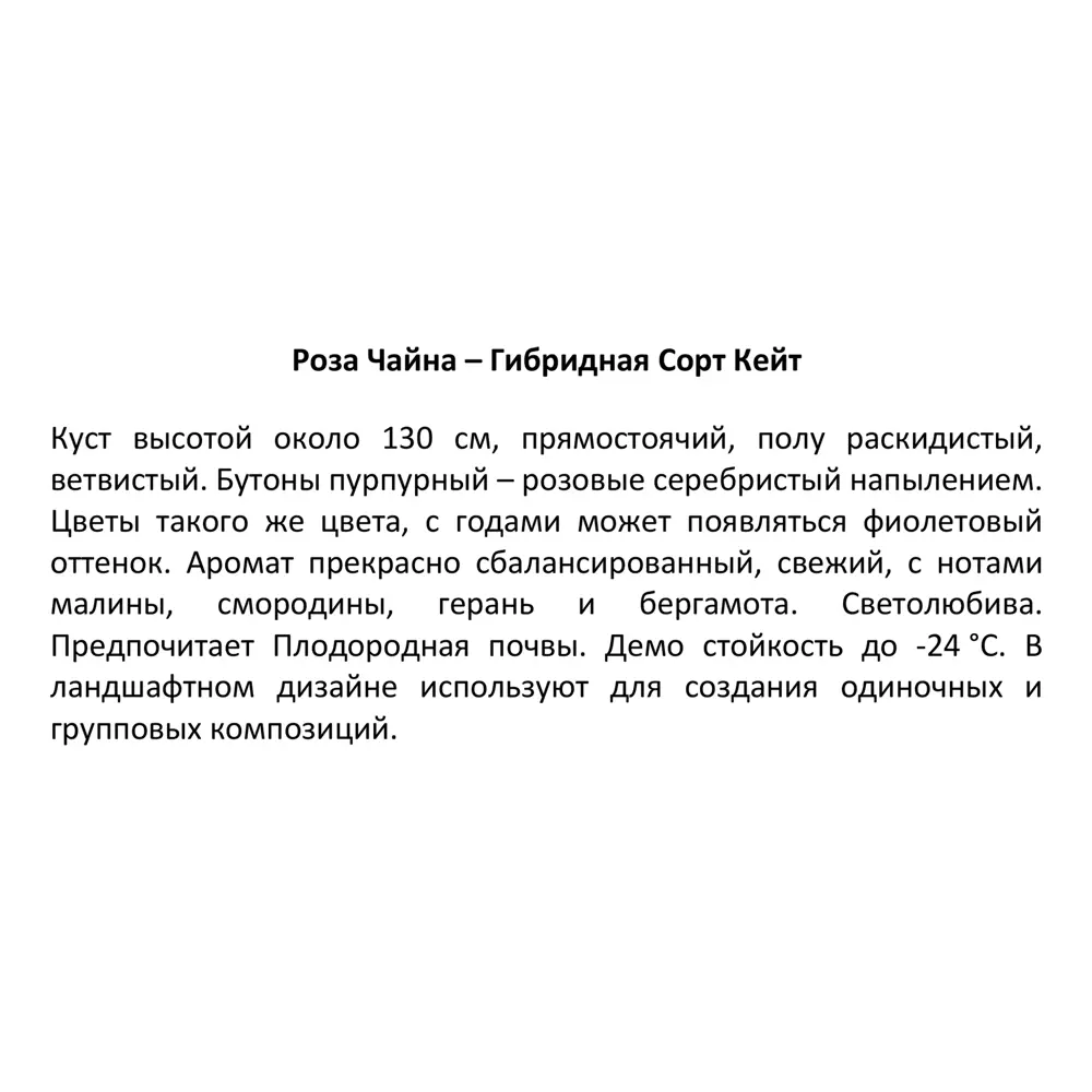 Роза чайно-гибридная Кейт ø15 h40 см 87690915 STLM-2023823 Santreyd  - Вид №2