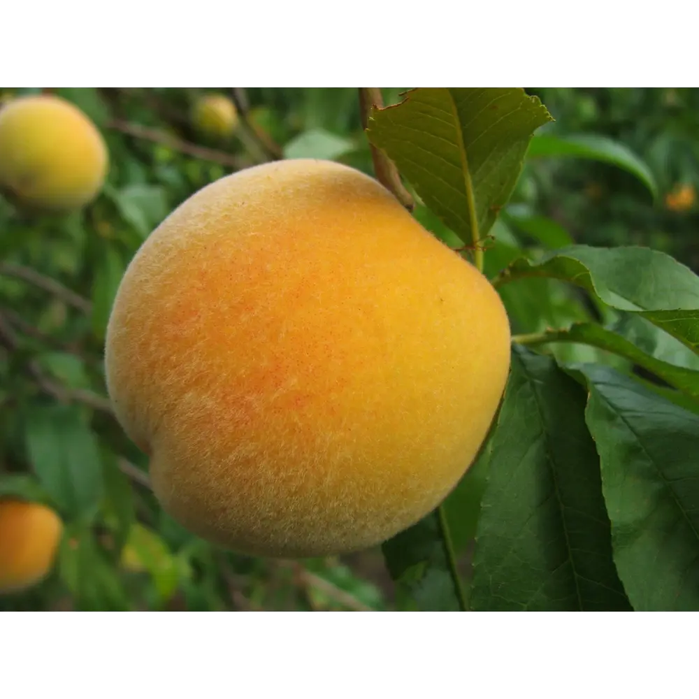 Персик «Золотой юбилей» C4 высота 110 см ВСЕ В САД STLM-2188586