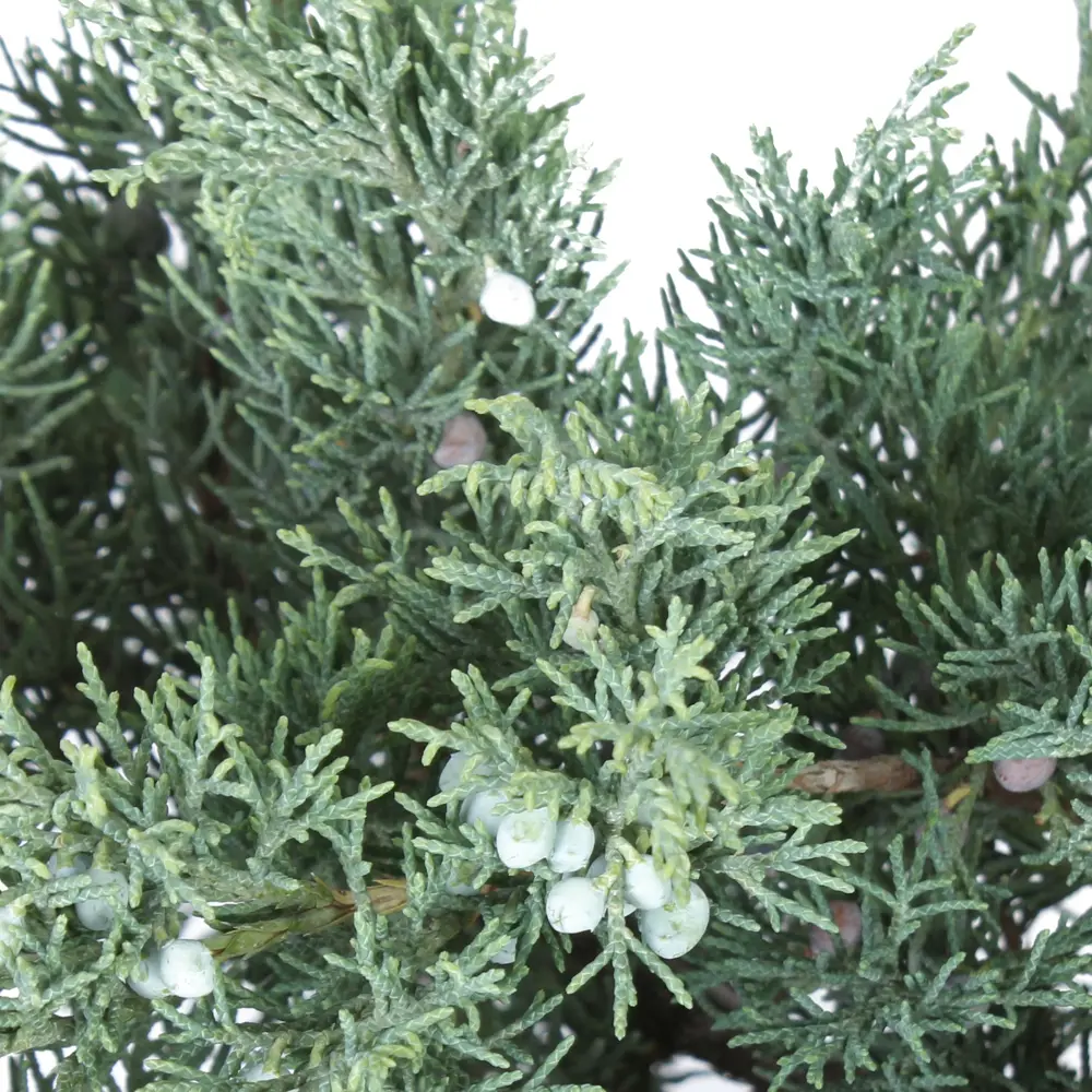 Можжевельник виргинский хетц С7.5 ГАВРИШ STLM-2212608 - Вид №1