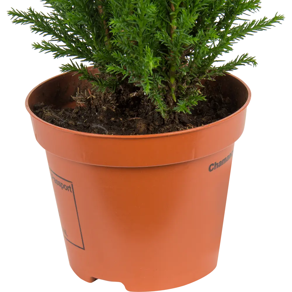 Кипарисовик Элвуди 9x35 см Santreyd STLM-2120657 - Вид №2