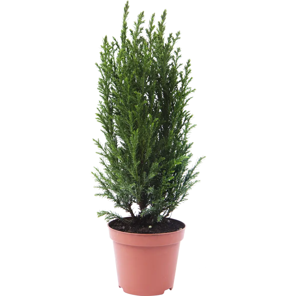 Кипарисовик Элвуди ø9 h20-35 см Деметра Santreyd STLM-2063848