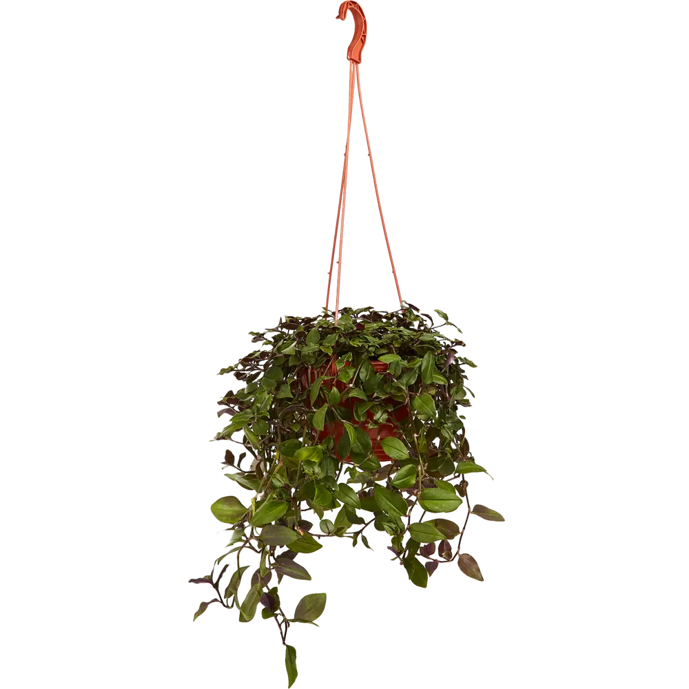 Santreyd Традесканция Зебрина в кашпо с розово-зелеными листьями 85535971 STLM-0965373