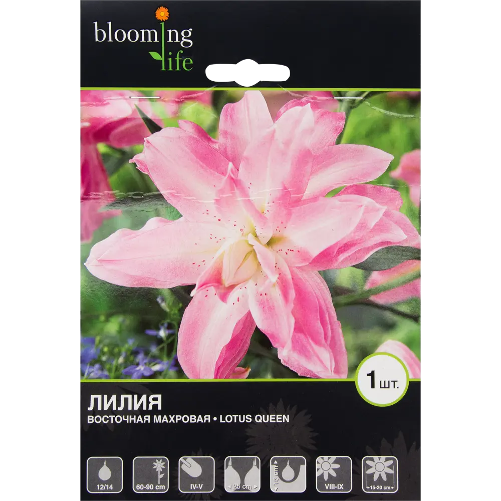 Лилия восточная махровая «Лотус Куин» BLOOMING LIFE STLM-2061838