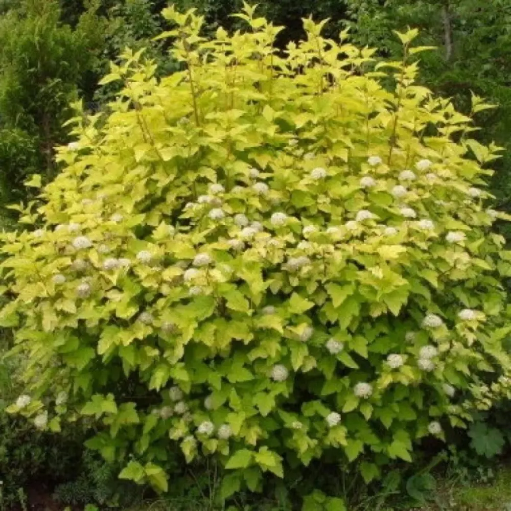 Пузыреплодник калинолистный ø15 h15 см 87691089 STLM-2013910 PLANTMARKET 