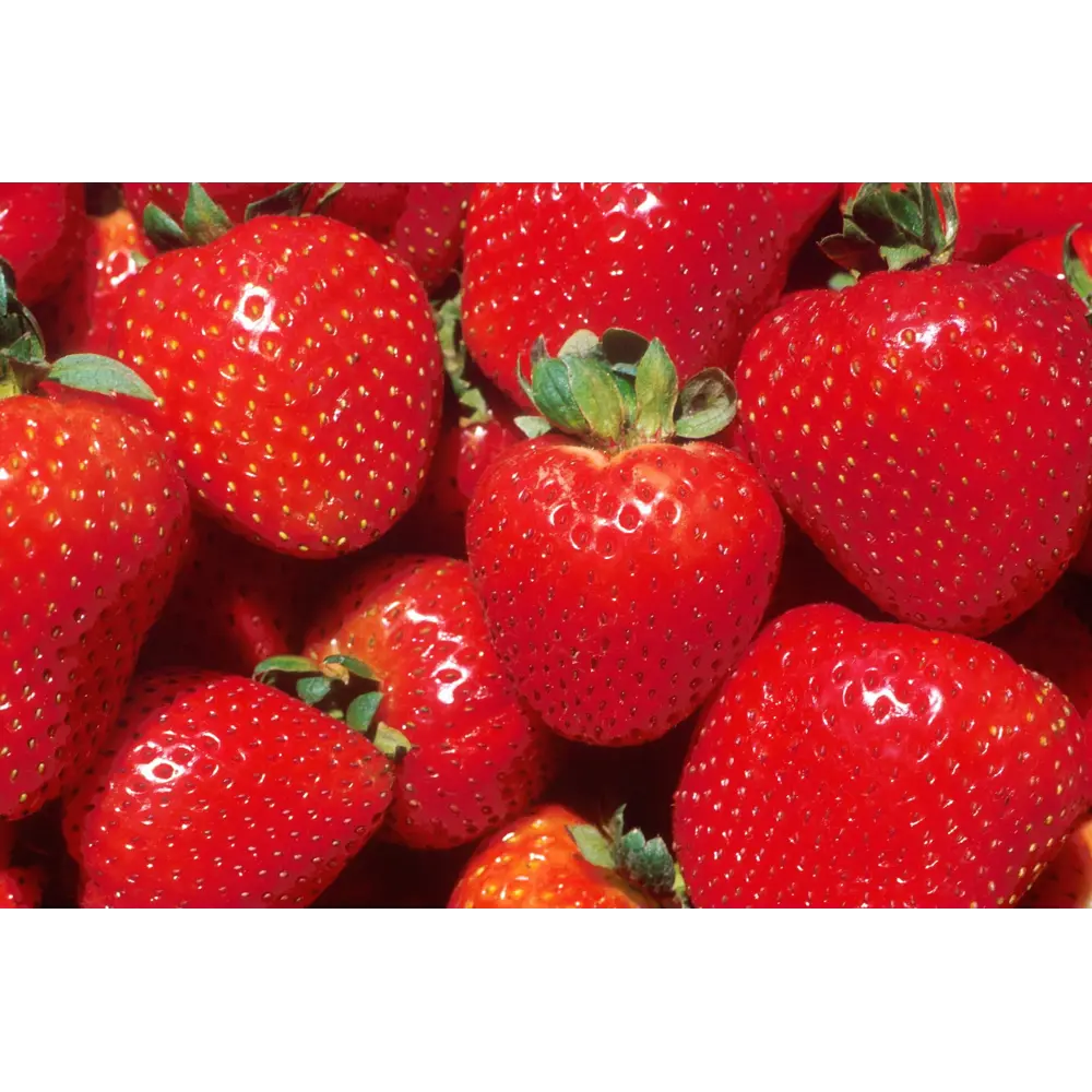 Земляника садовая «Диамант» 9x15 см PLANTMARKET STLM-2133243