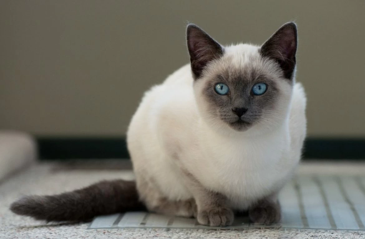 Сколько живут сиамские кошки и от чего это зависит?