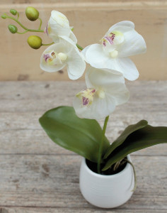 2608 778 a3 Искусственная орхидея Phalaenopsis, горшечная, 30 см, бежево-белая H-andreas