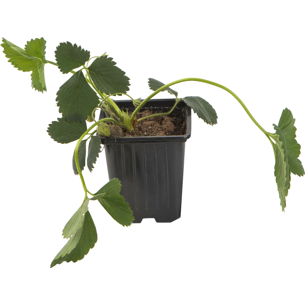 Земляника садовая «Зенга Зенгана» 9x15 см PLANTMARKET STLM-2057853