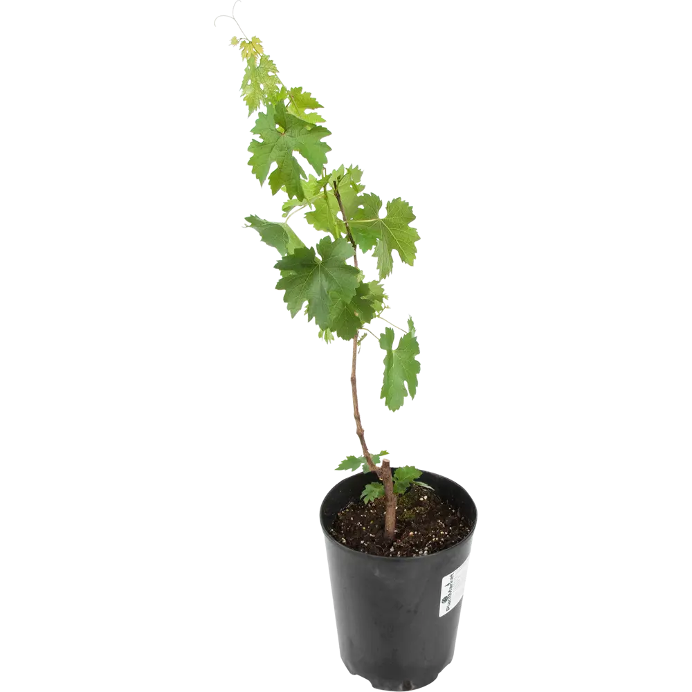Виноград плодовый «Рашфор» 19x55 см PLANTMARKET STLM-2033691