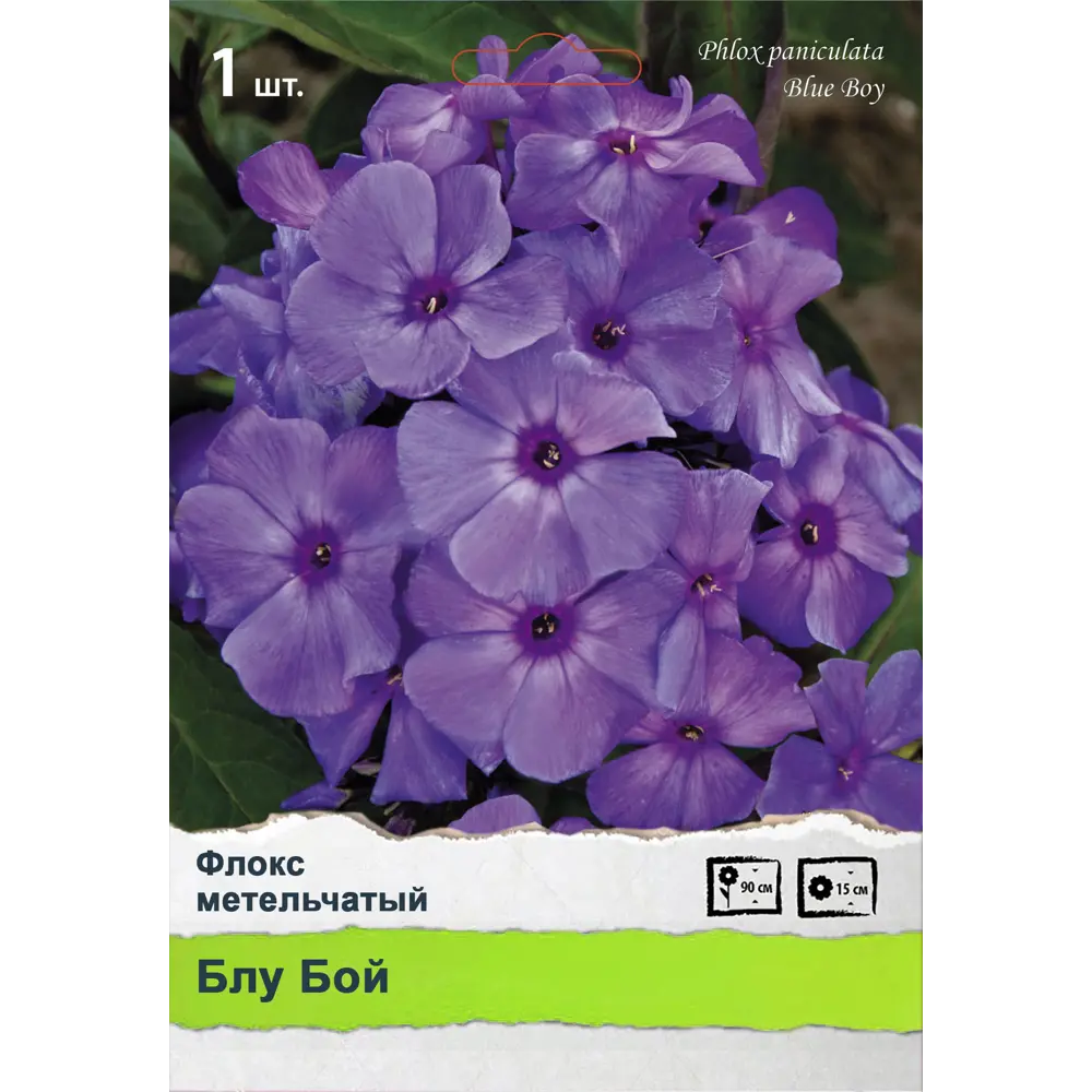 Флокс метельчатый 89452227 STLM-2176688 ПОИСК  - Вид №1