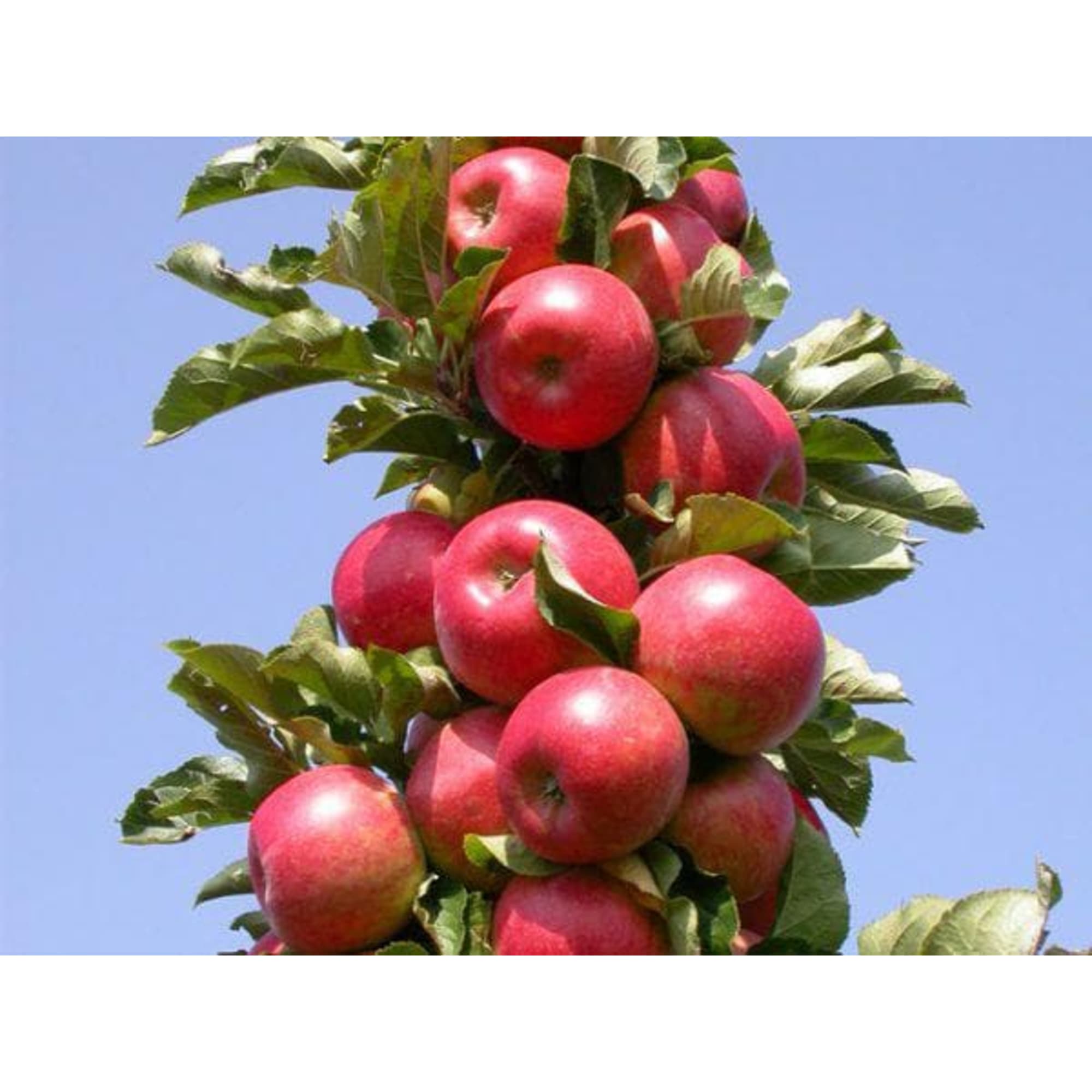 82176298 Яблоня «Останкино» 3-5 л 100 см Santreyd 