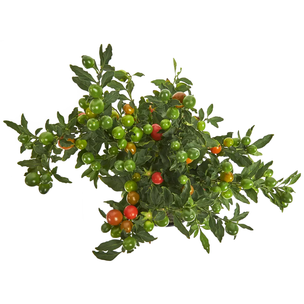 Соланум Бартоли красно-оранжевый 12x25 см Santreyd STLM-2024867 - Вид №1