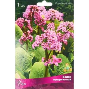 Бадан сердцелистный