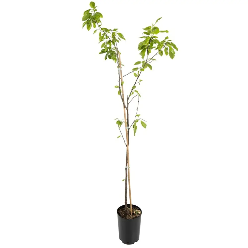 Алыча Кубанская комета пакет PLANTMARKET STLM-2169185 - Вид №1