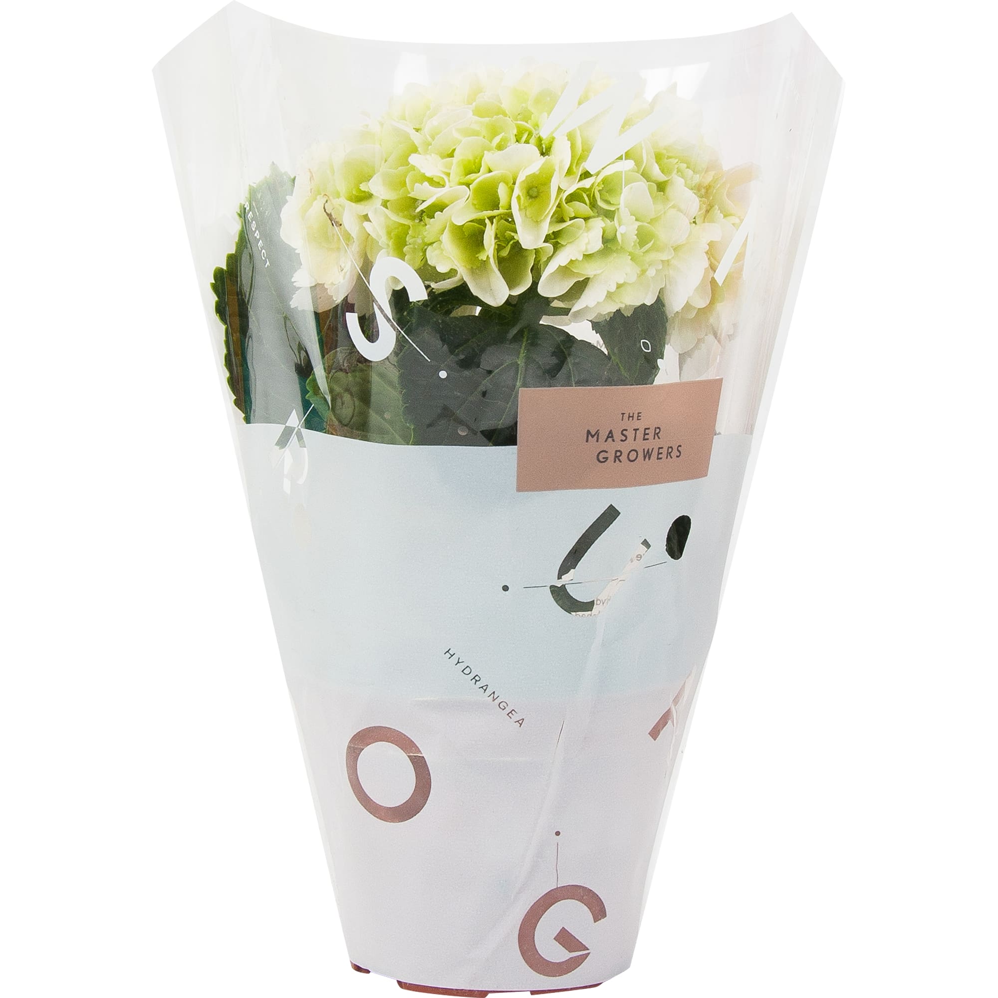 82548637 Гидрангея микс 9х15 см Santreyd  - Вид №3