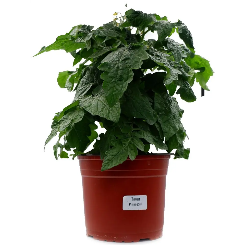 Томат ø18 h15 см 89429815 STLM-2080635 Santreyd 
