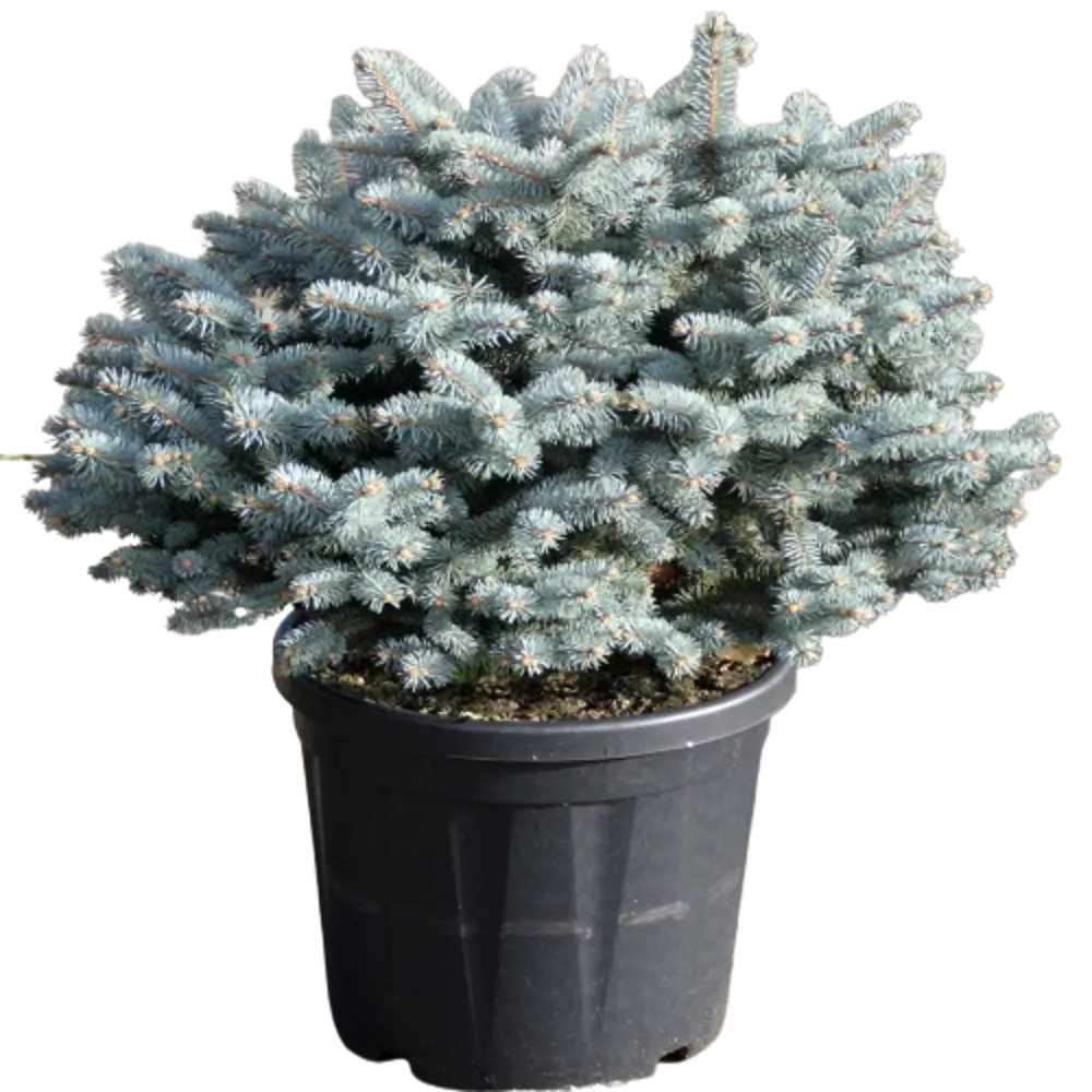 Ель колючая Глаука Глобоза ø15 h30 см v2 л 84834189 STLM-2107546 PLANTMARKET 